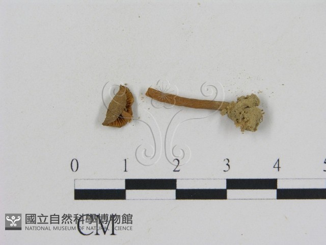 乳菇屬藏品圖，第3張