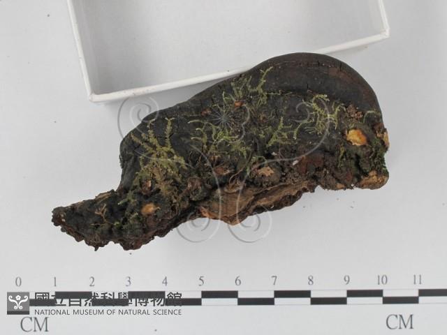 登錄號:F0015438藏品圖，第3張