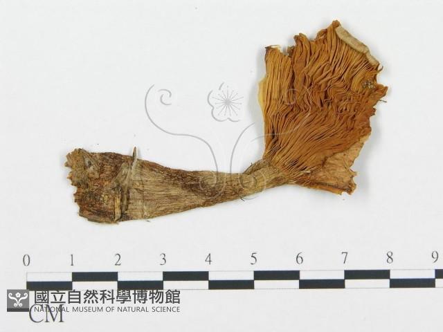 登錄號:F0009438藏品圖，第3張