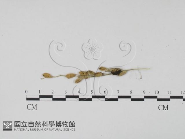 登錄號:F0019438藏品圖，第3張