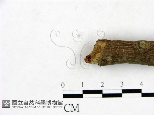 登錄號:F0023438藏品圖，第3張