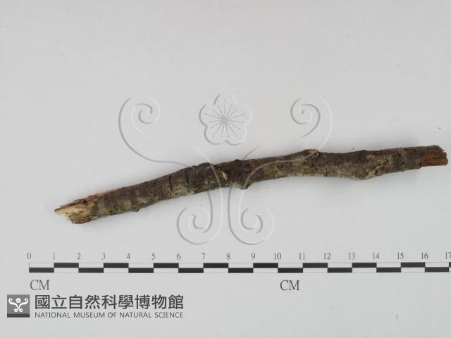 剛毛絲皮菌藏品圖，第3張