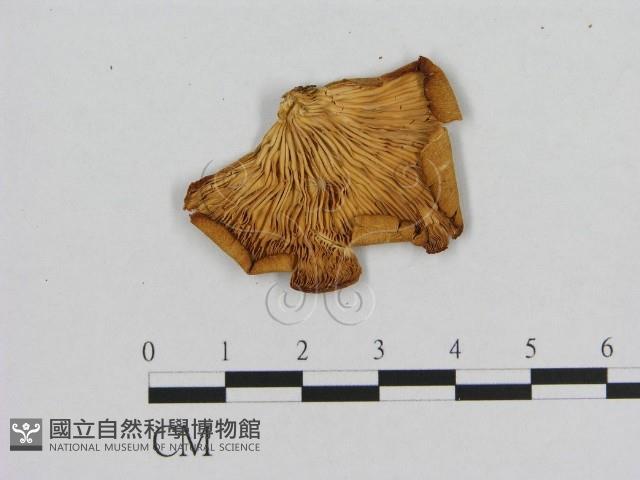 登錄號:F0001738藏品圖，第3張