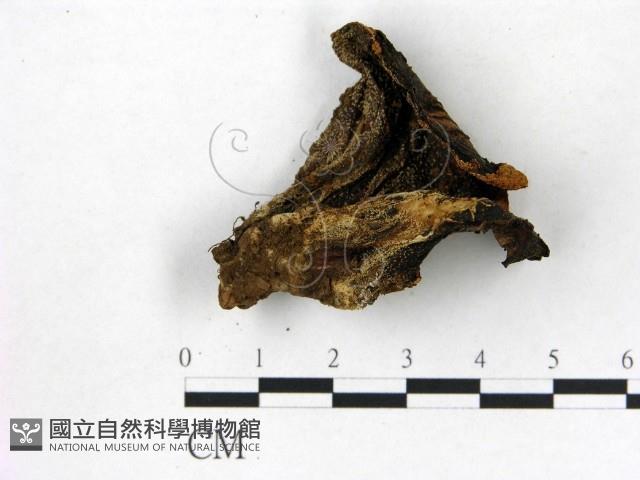 登錄號:F0012738藏品圖，第3張