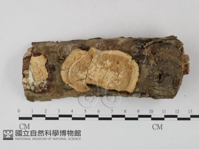 登錄號:F0015738藏品圖，第1張