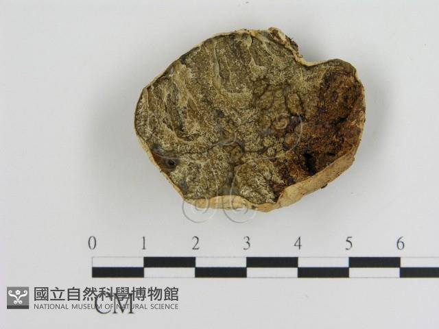 登錄號:F0009738藏品圖，第3張