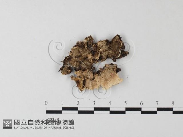 齒耳菌屬藏品圖，第3張
