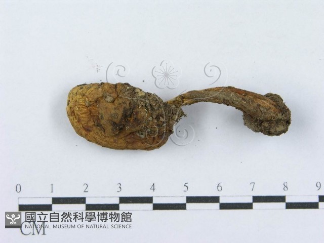 登錄號:F0003738藏品圖，第3張
