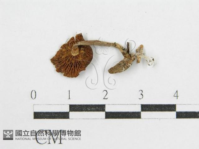 登錄號:F0008538藏品圖，第3張
