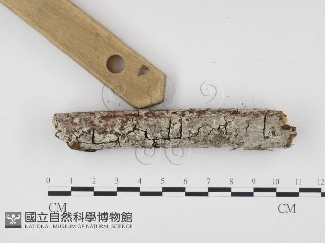 登錄號:F0000538藏品圖，第3張