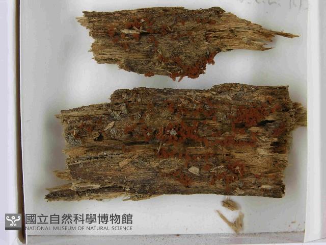 登錄號:F0021538藏品圖，第3張