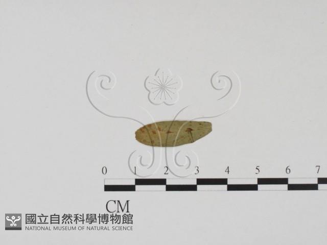 登錄號:F0011538藏品圖，第3張