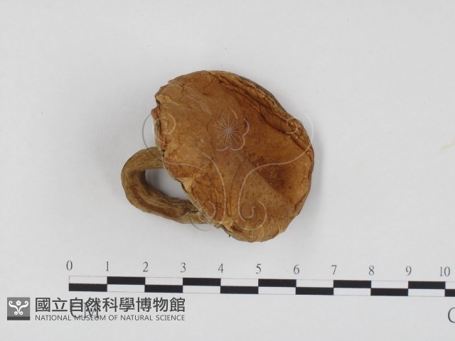 登錄號:F0024538藏品圖，第3張