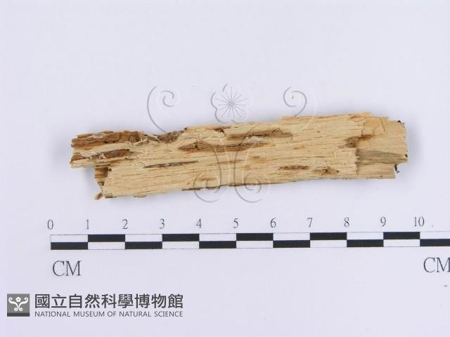 登錄號:F0004538藏品圖，第3張