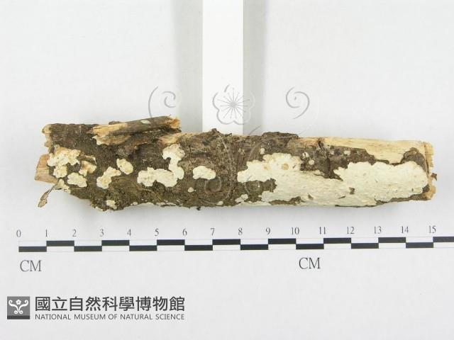 登錄號:F0002538藏品圖，第3張