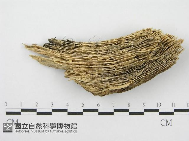 登錄號:F0007538藏品圖，第3張