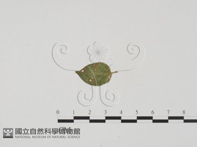 登錄號:F0019538藏品圖，第3張