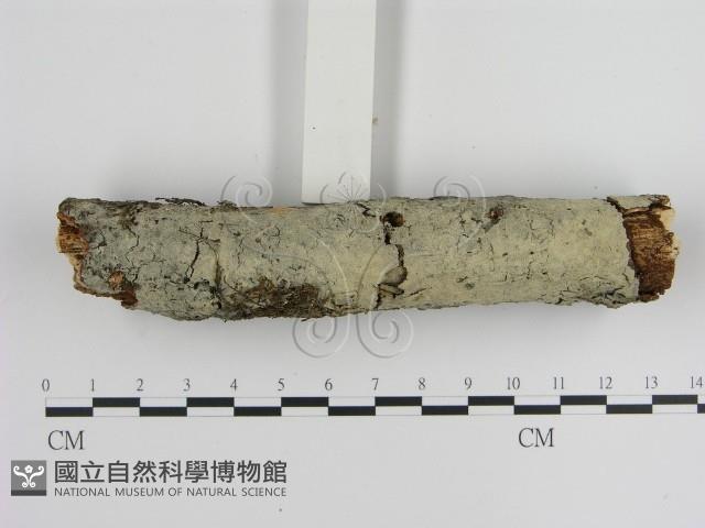 絲皮菌屬藏品圖，第3張