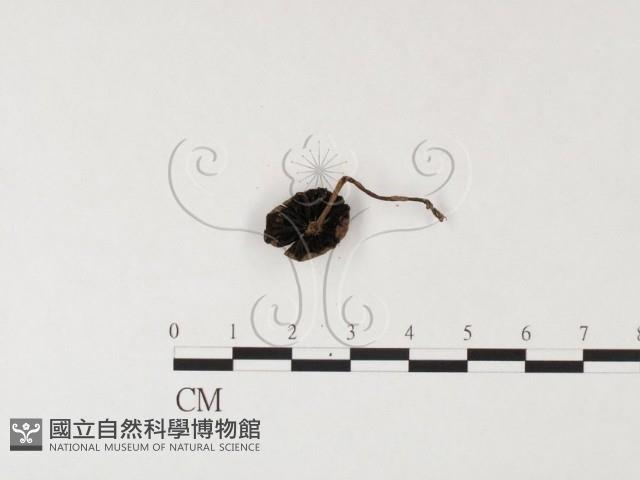 登錄號:F0026138藏品圖，第3張