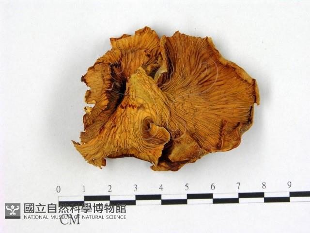 登錄號:F0011138藏品圖，第3張