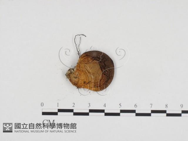 登錄號:F0024138藏品圖，第3張