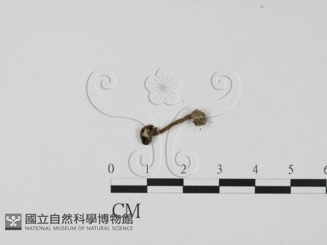 登錄號:F0002138藏品圖，第3張