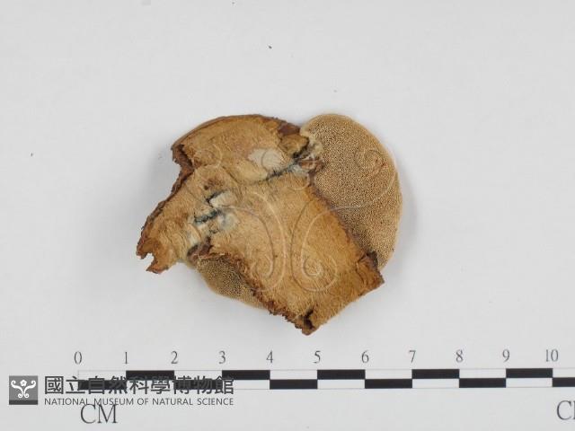 登錄號:F0012138藏品圖，第3張