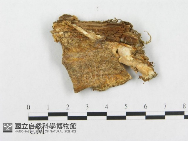 登錄號:F0007138藏品圖，第3張