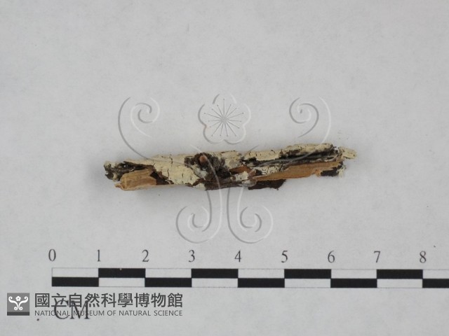 登錄號:F0025138藏品圖，第3張