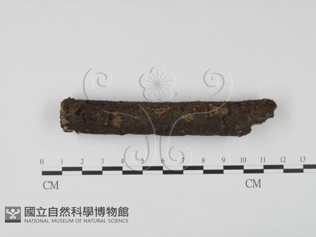 登錄號:F0005138藏品圖，第3張