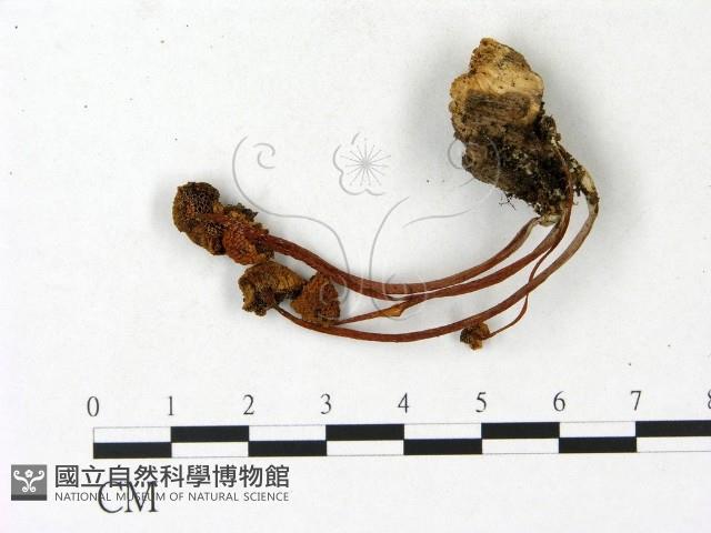 登錄號:F0023138藏品圖，第3張