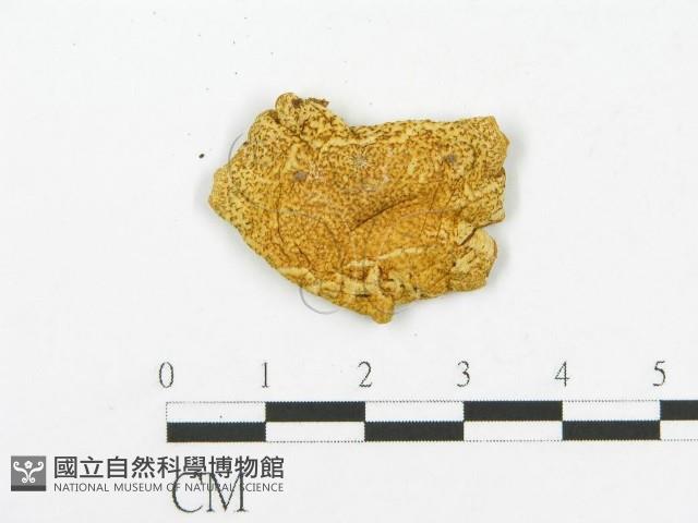登錄號:F0013138藏品圖，第3張