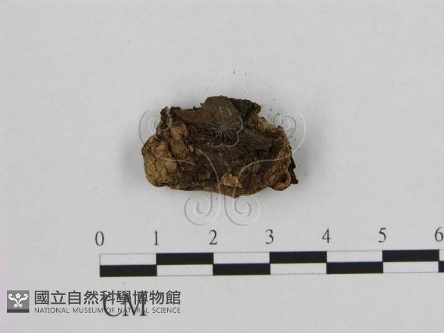 銳孔菌屬藏品圖，第3張