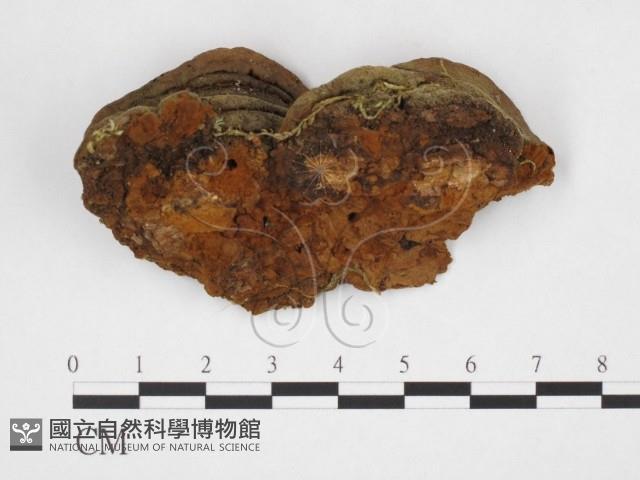 木層孔菌屬藏品圖，第3張