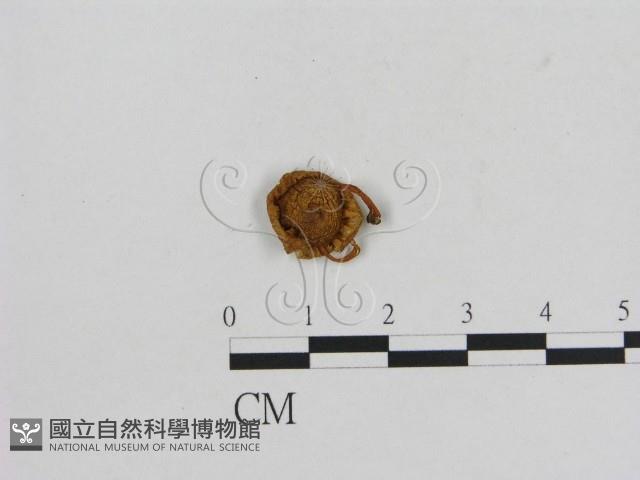 小菇屬藏品圖，第3張