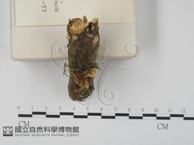 雲芝藏品圖，第3張