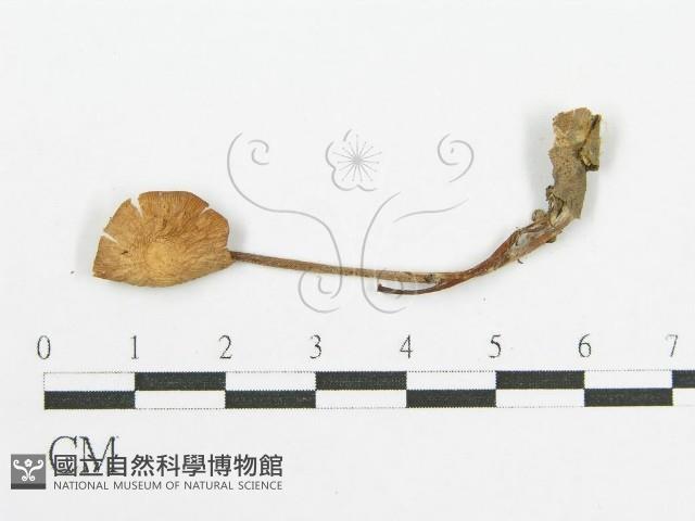 登錄號:F0011038藏品圖，第3張