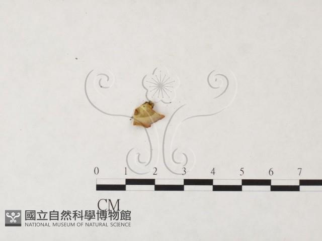 登錄號:F0024038藏品圖，第3張