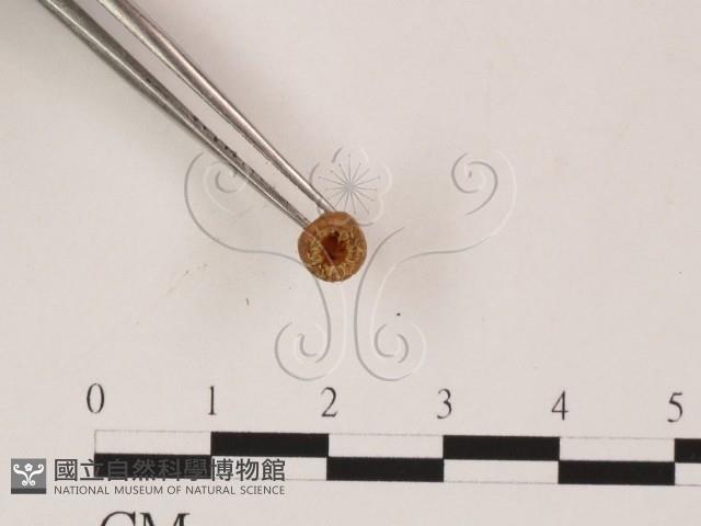 登錄號:F0022038藏品圖，第3張