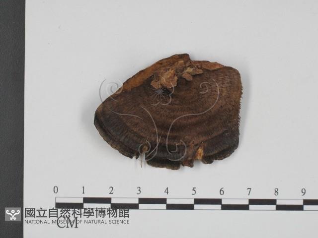 登錄號:F0002038藏品圖，第3張