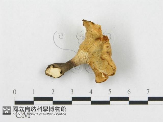 Accession Number:F0007038 Collection Image, Figure 3, Total 3 Figures