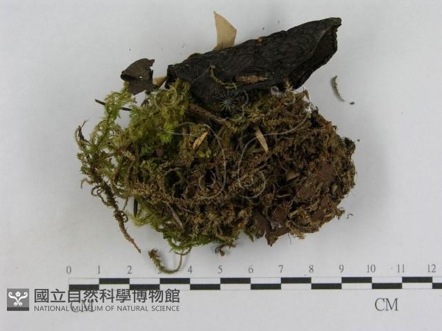 登錄號:F0017038藏品圖，第3張