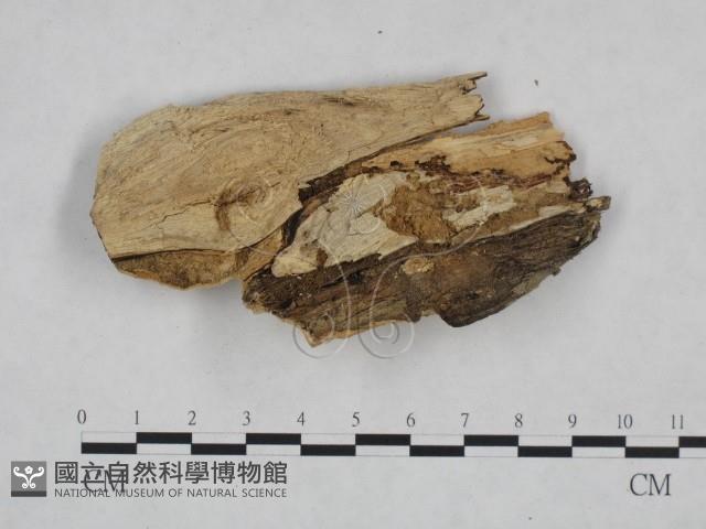 登錄號:F0025038藏品圖，第3張