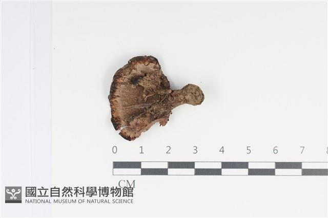 登錄號:F0035038藏品圖，第3張