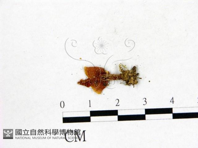 登錄號:F0013038藏品圖，第3張