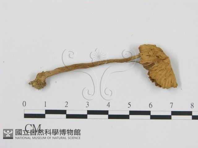 登錄號:F0000338藏品圖，第3張