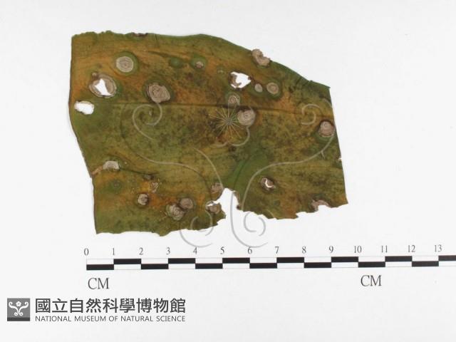 登錄號:F0026338藏品圖，第1張