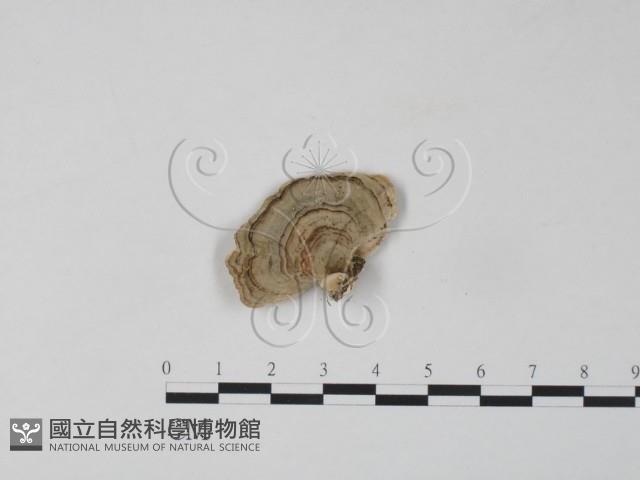 雲芝藏品圖，第3張