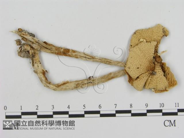 登錄號:F0016338藏品圖，第3張