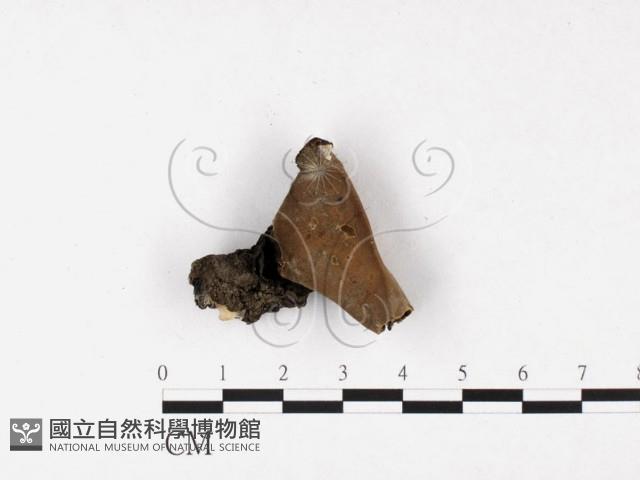 登錄號:F0011338藏品圖，第3張